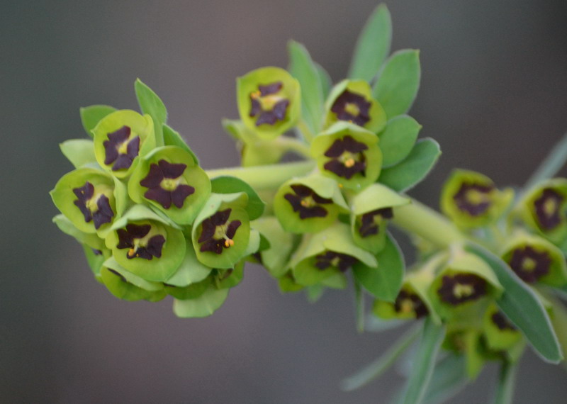 Euphorbia characias